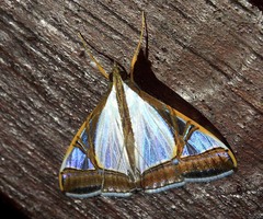Agrioglypta eurytusalis