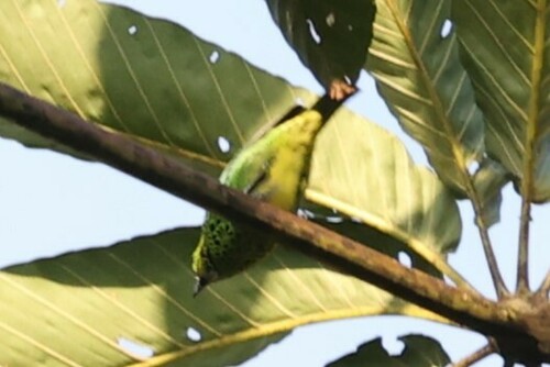 Yellow-bellied Tanager (Ixothraupis xanthogastra), photo 8