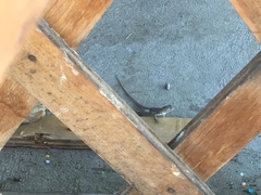 Microlophus theresioides