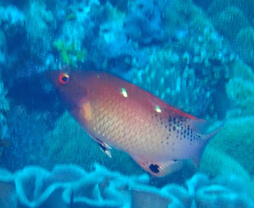 False Diana's Pigfish