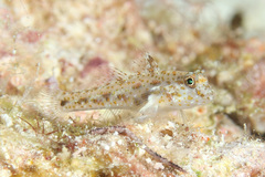 Shoulderspot Goby photo 3