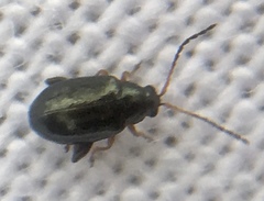 Aphthona