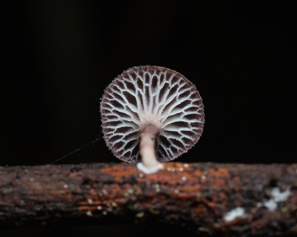Neofavolus subpurpurascens · November 2023 · photo: © deniszabin (iNaturalist, cc-by)