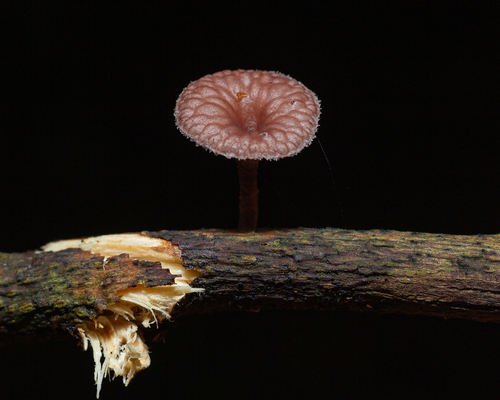 Neofavolus subpurpurascens