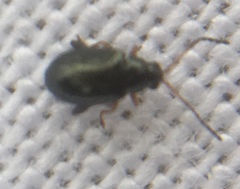 Aphthona