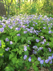 Phacelia bipinnatifida