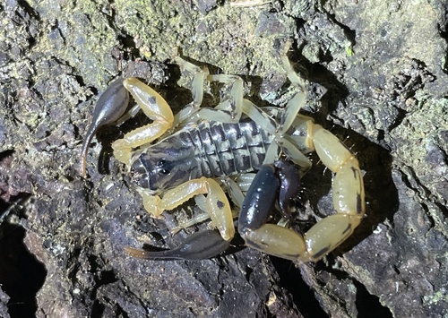 Uroplectes occidentalis