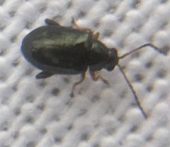 Aphthona