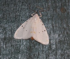 Brihaspa atrostigmella