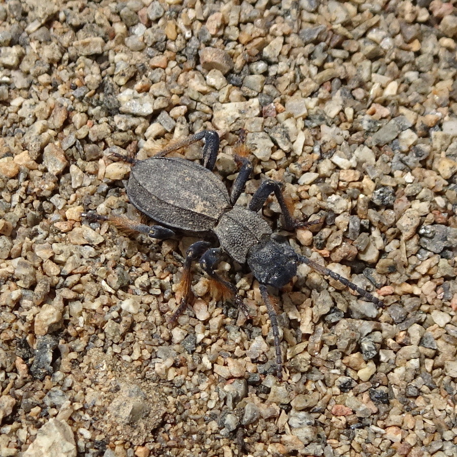 Psammetichus pilipes
