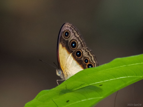 Mycalesis mucia