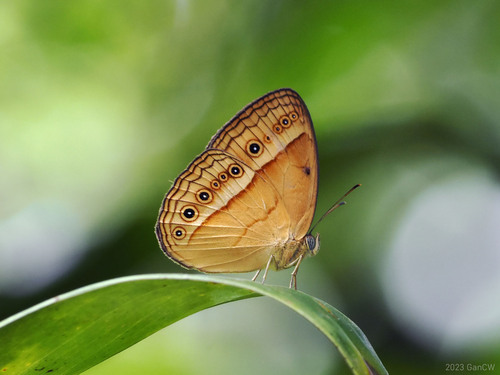 Mycalesis elia