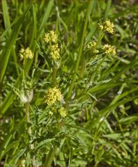 Sanicula bipinnata