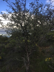 Quercus × alvordiana