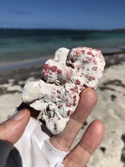 Homotrema rubrum