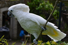 White Cockatoo photo 2