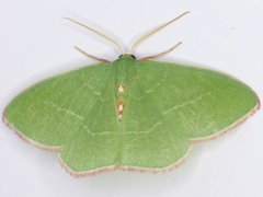 Nemoria rubrifrontaria