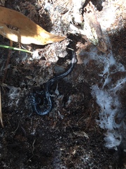 Plethodon chlorobryonis