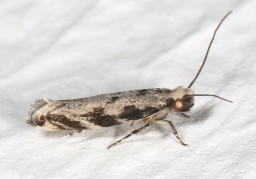 Erechthias zebrina (Butler, 1881)