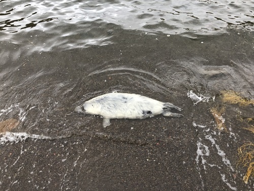 Grey Seal