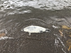 Grey Seal