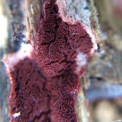 Byssomerulius psittacinus