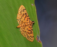 Conogethes punctiferalis