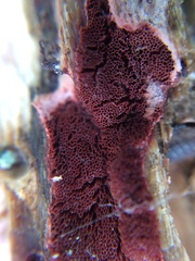 Byssomerulius psittacinus