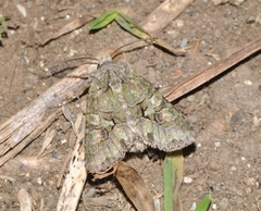 Dryobotodes carbonis