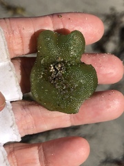 Dictyosphaeria cavernosa