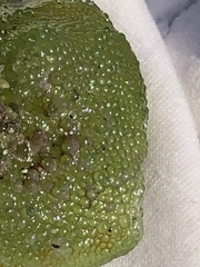 Dictyosphaeria cavernosa
