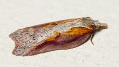 Acleris cristana