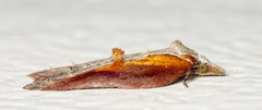 Acleris cristana