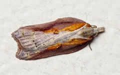 Acleris cristana