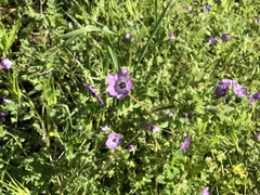 Pholistoma auritum auritum