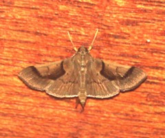 Omiodes barcalis