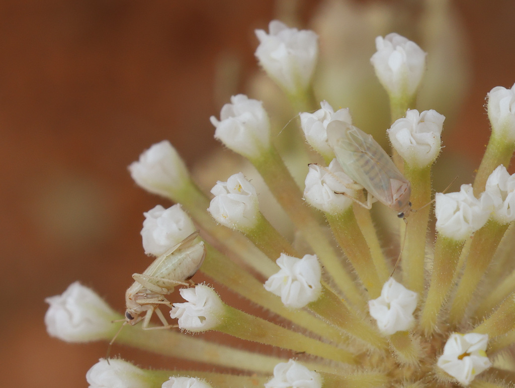 Pseudopsallus stitti