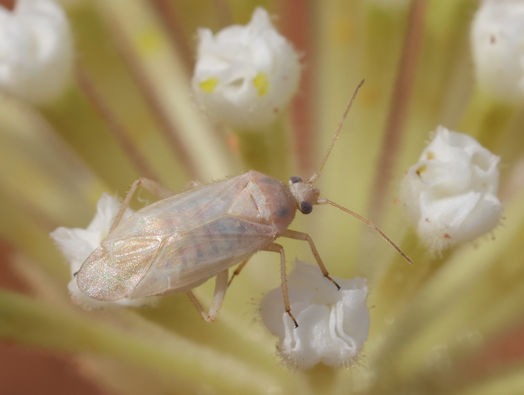 Pseudopsallus stitti