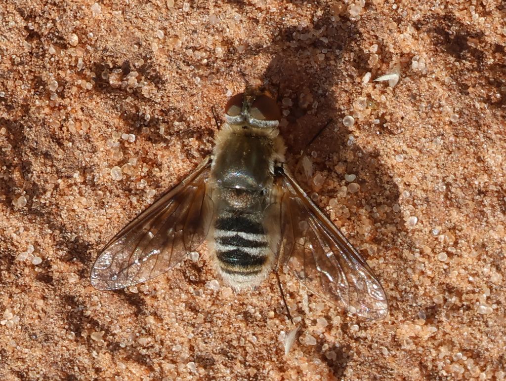 Thyridanthrax pallidus