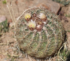 Echinomastus intertextus intertextus