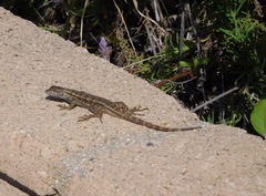 Sceloporus occidentalis