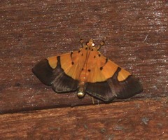 Endocrossis flavibasalis