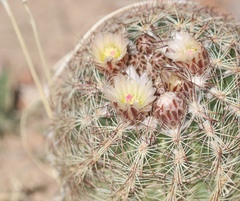 Echinomastus intertextus intertextus