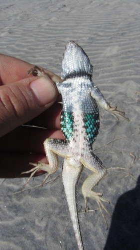 Baja California Spiny Lizard