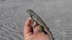 Sceloporus zosteromus