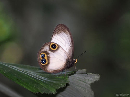 Taenaris dimona
