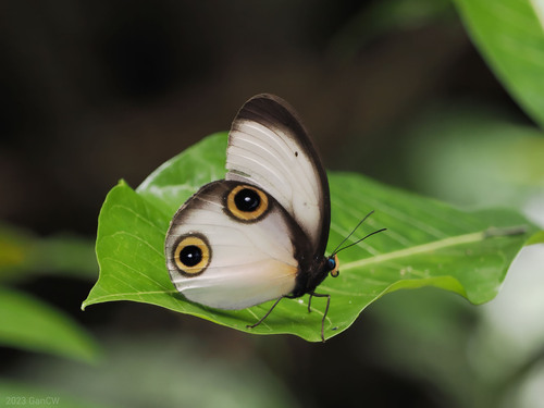 One-eyed Owl