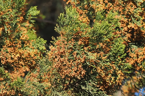 Slender Cypress-pine