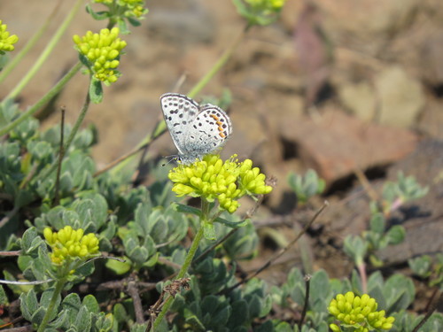Square-spotted Blue