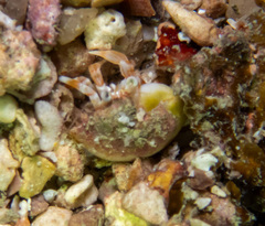 Icelopagurus undulatus